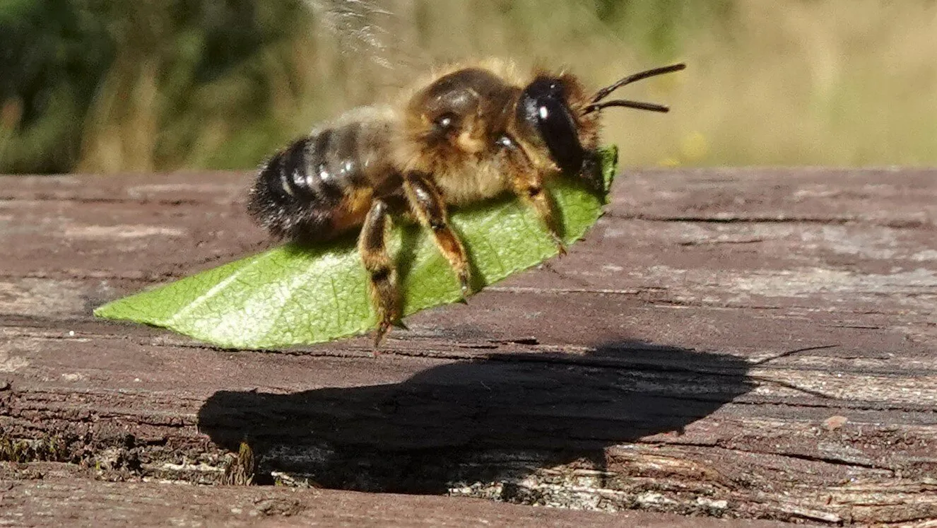 Leafcutter Bee 