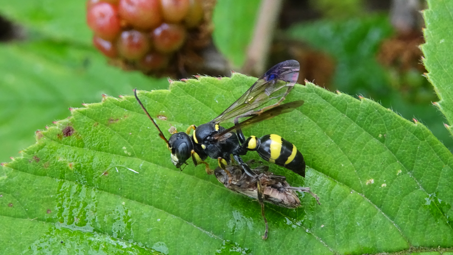 Solitary Wasp
Lestiphorus bicinctus
