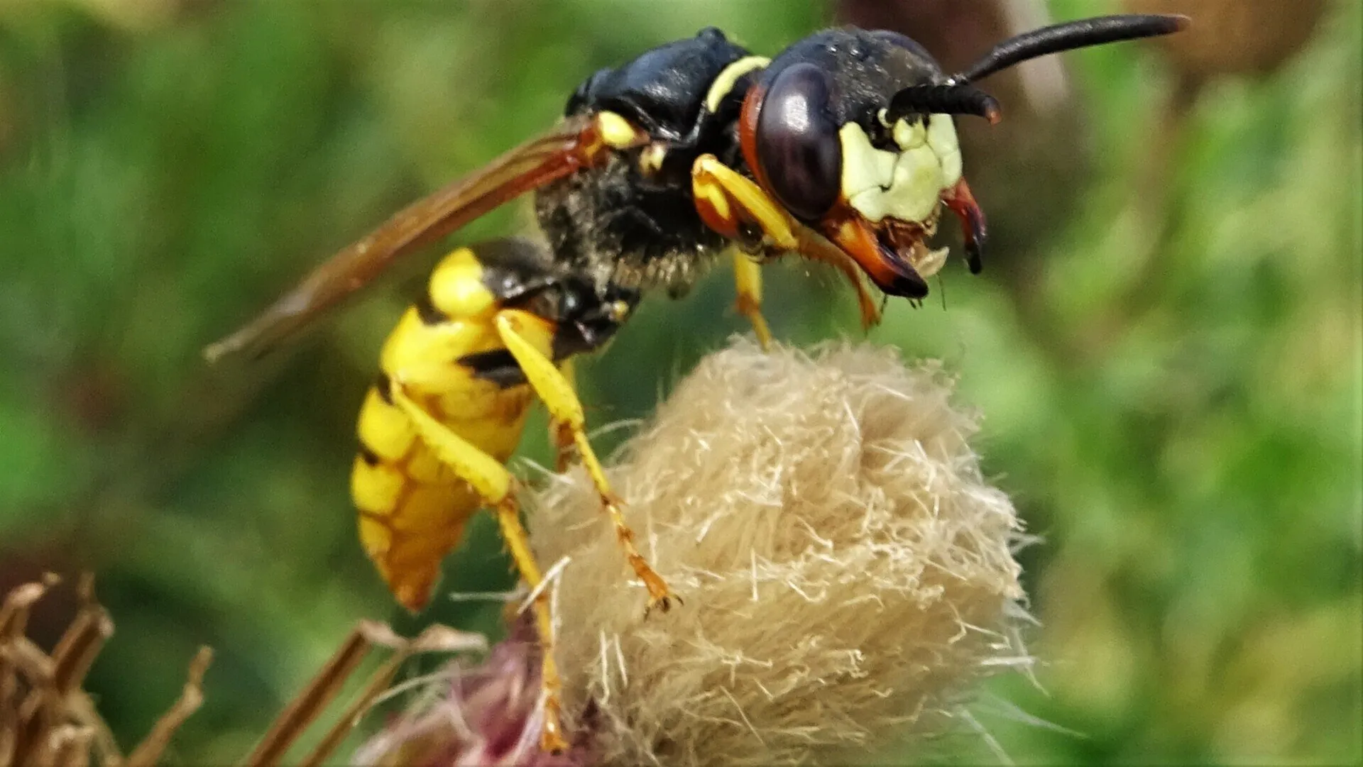Bee Wolf Philanthus triangulum