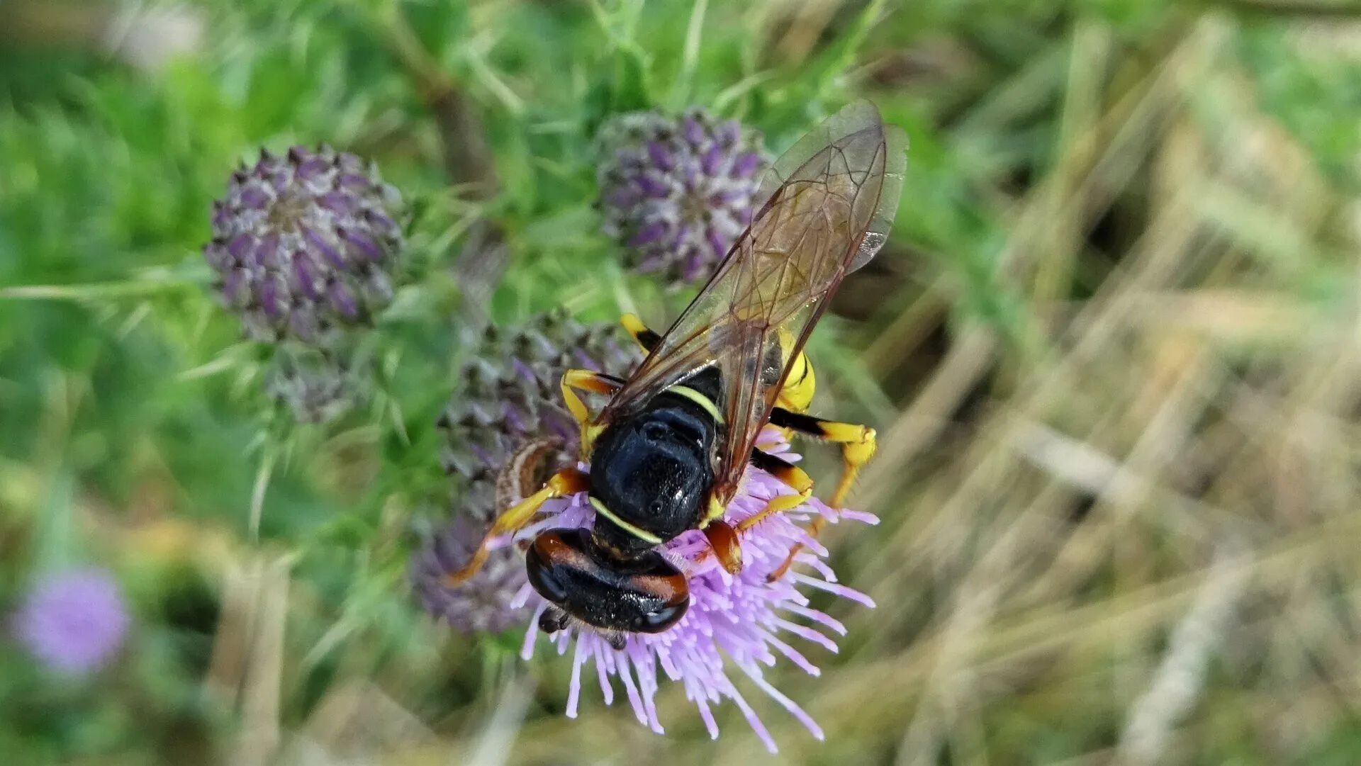 Bee Wolf Philanthus triangulum