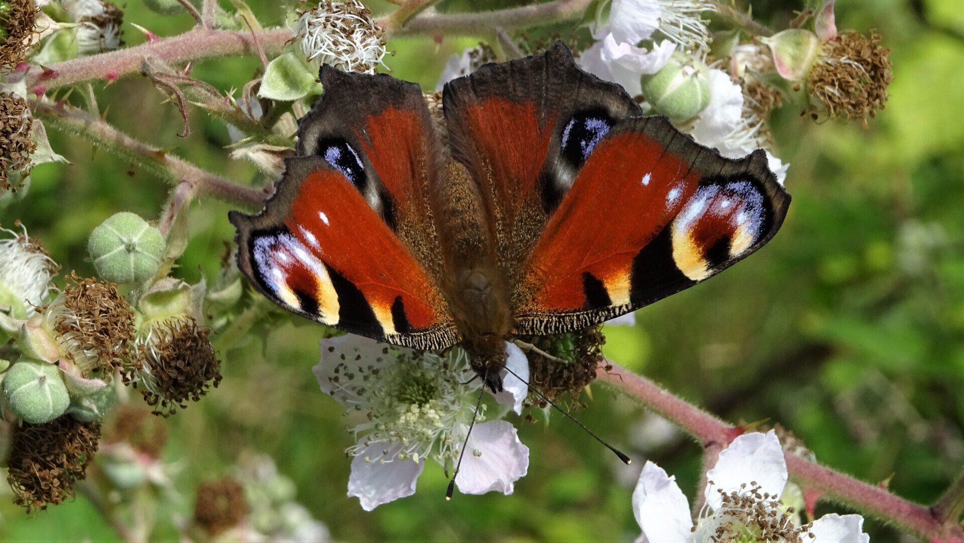 Peacock Aglais io