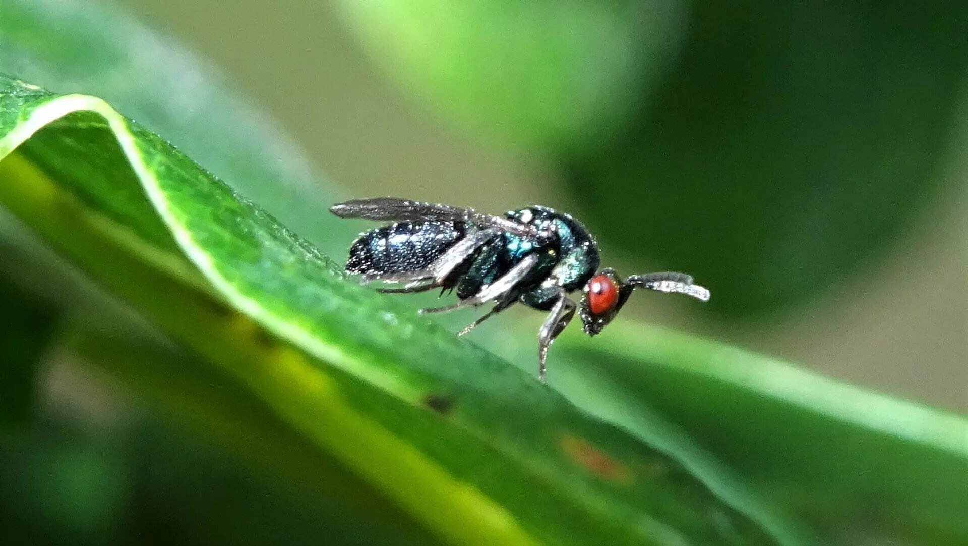 Chalcid Wasp
Ormyrus