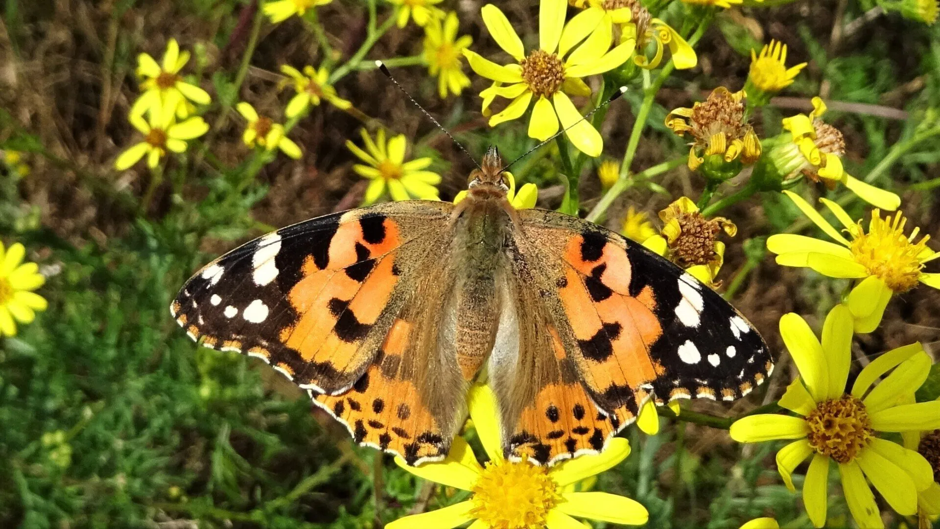 Painted Lady Vanessa cardui