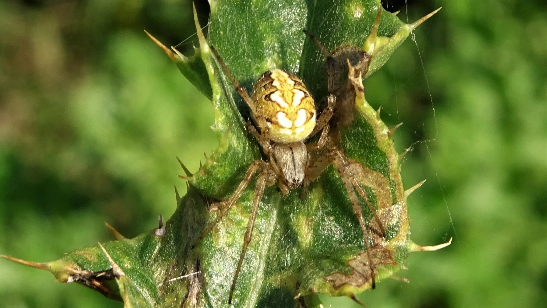 Orb-weaver Spider 