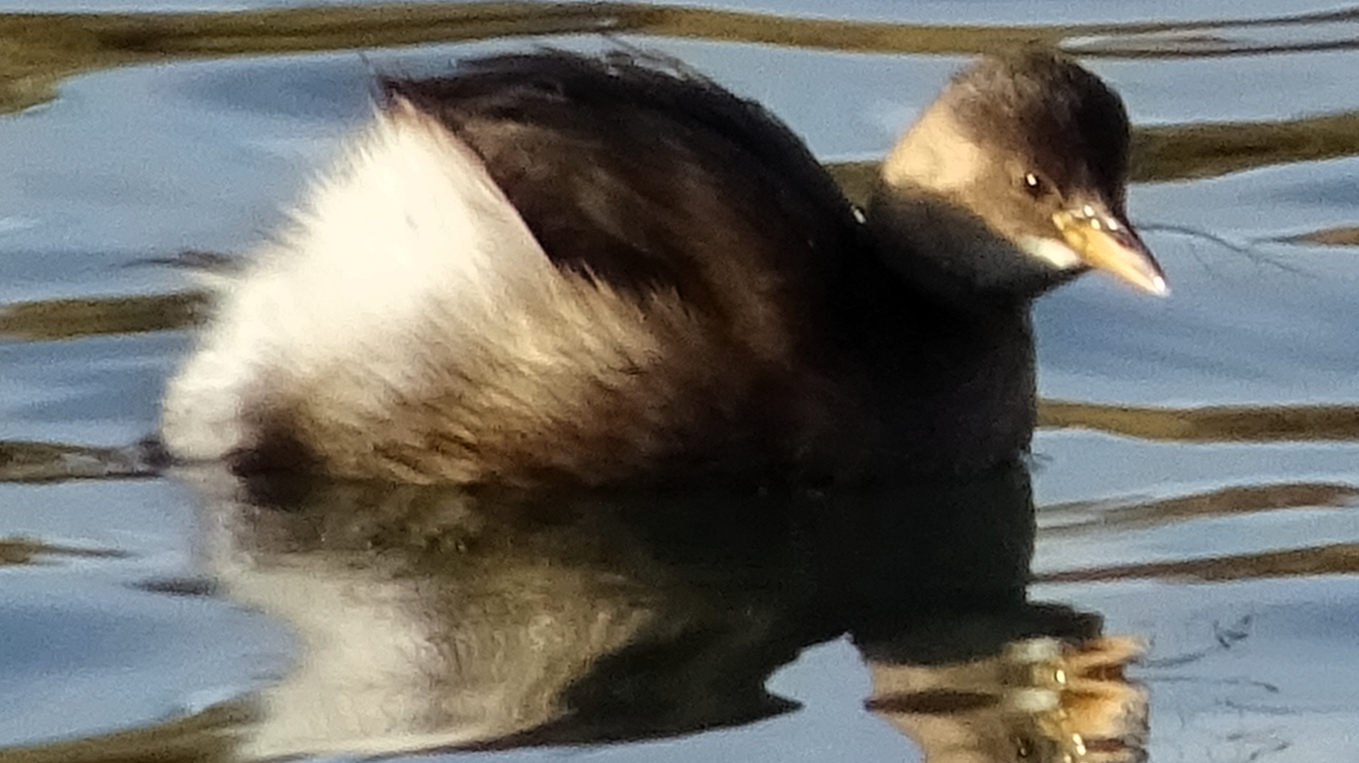 dabchick