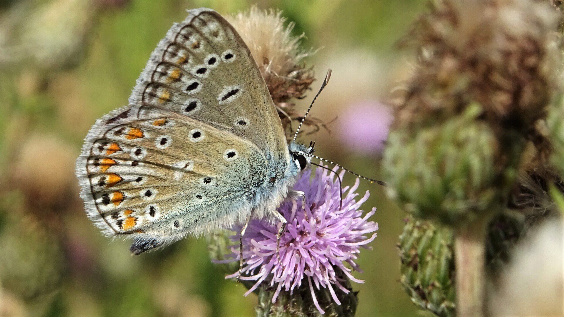 Common Blue  Polyommatus icarus