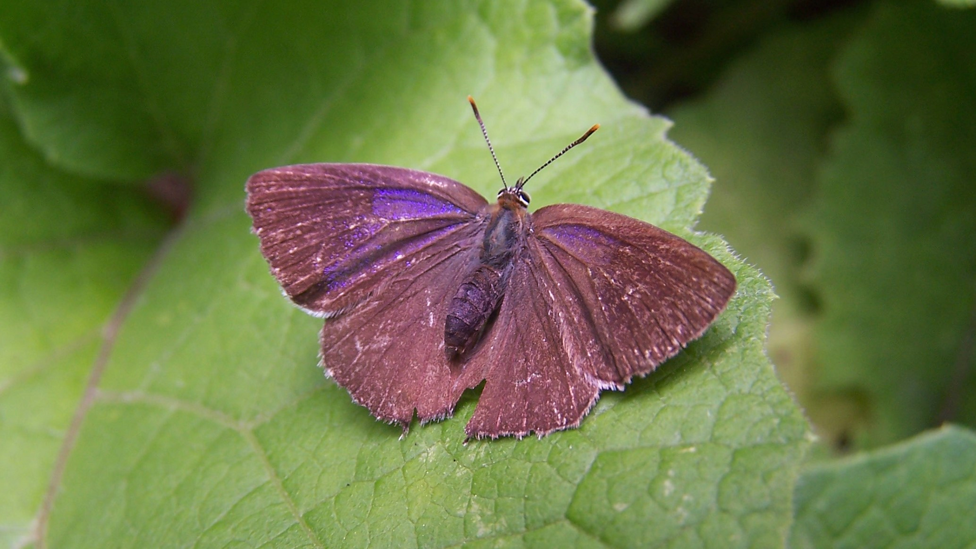 Purple Hairsteak Favonius quercus