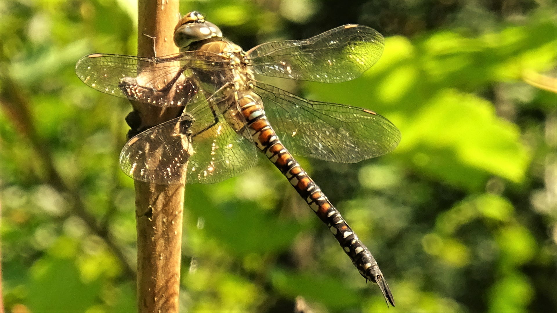 Migrant Hawker