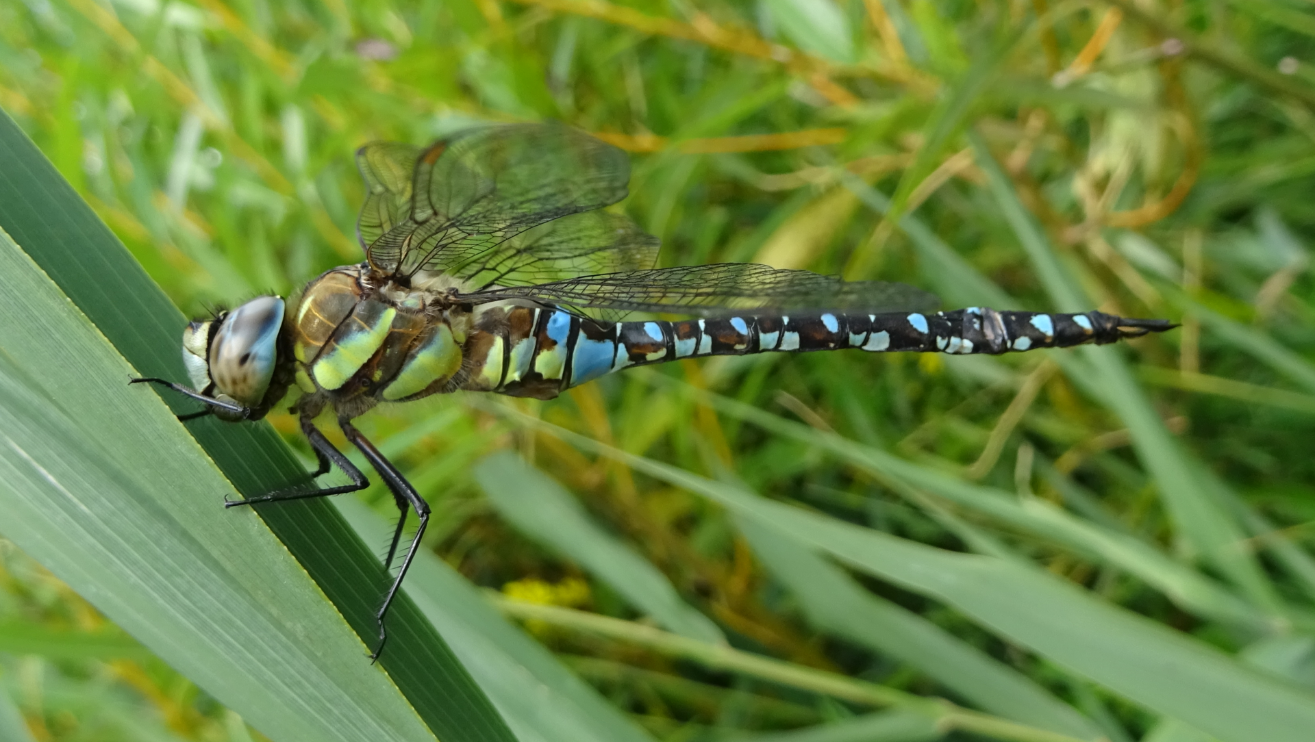 Migrant Hawker