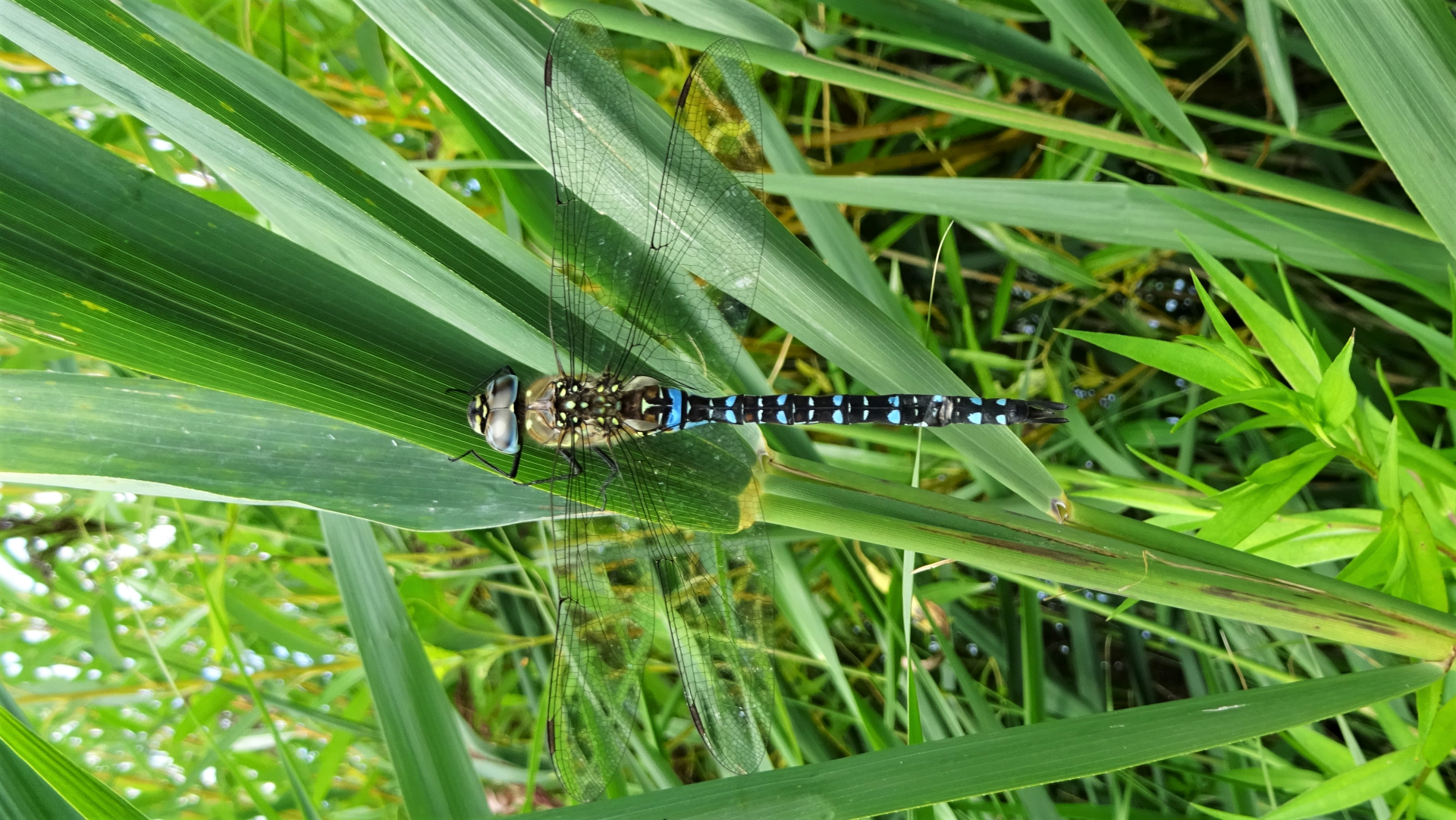 Migrant Hawker