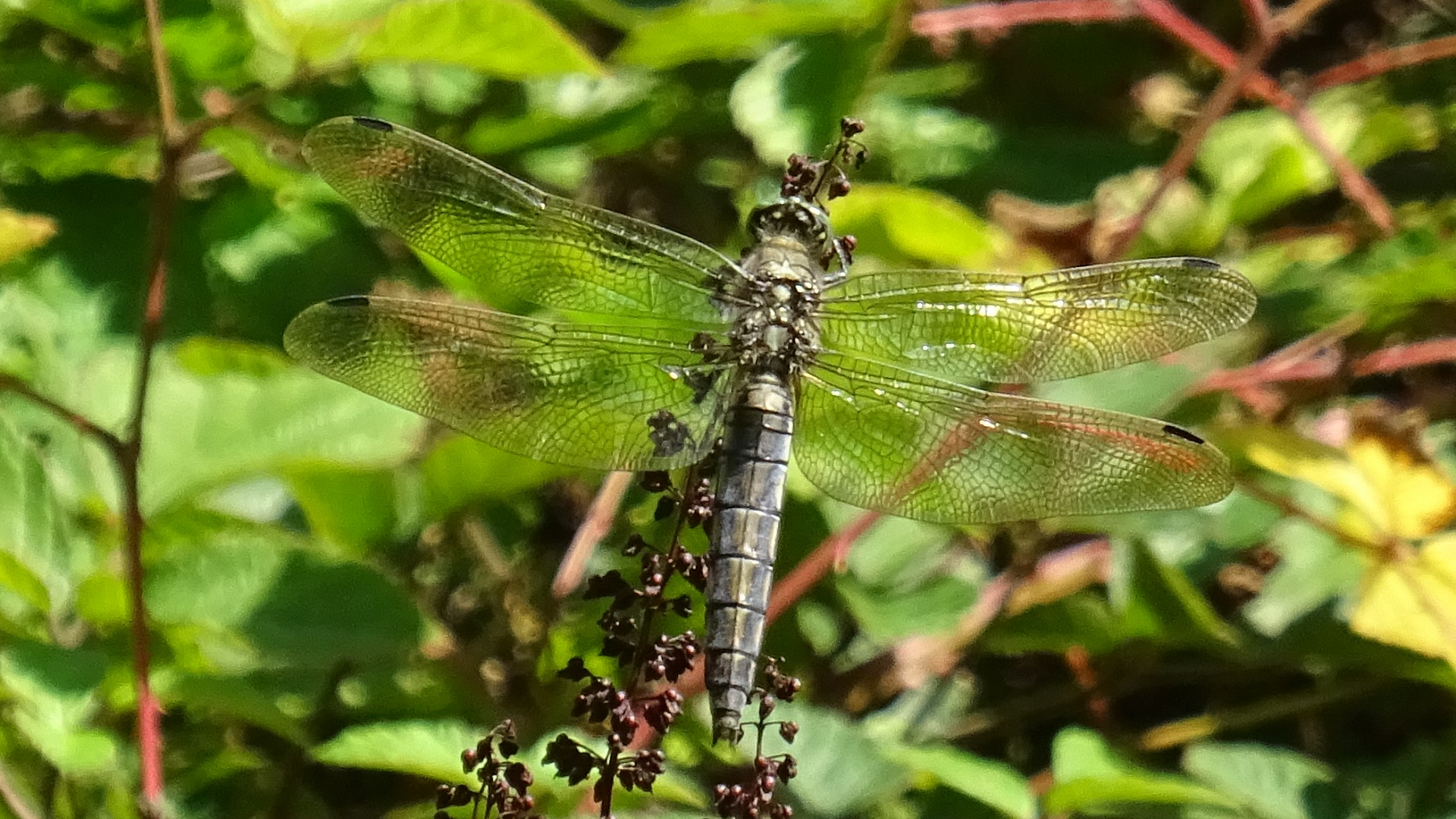 Black-tailed Skimmer