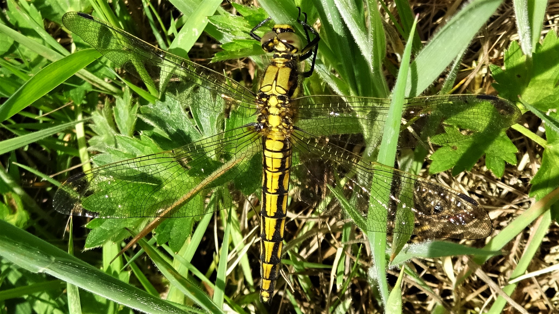 Black-tailed Skimmer