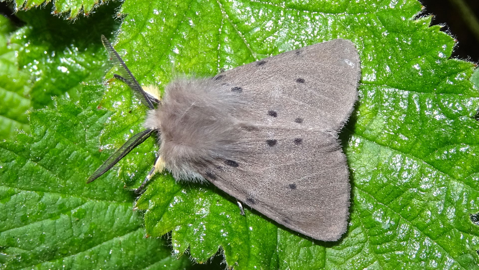 Muslin Moth