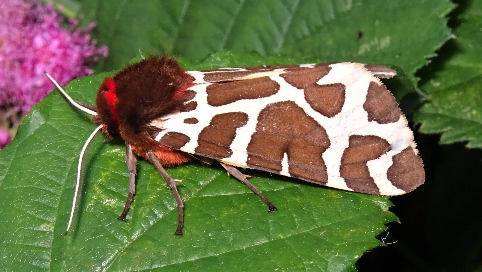 Garden Tiger