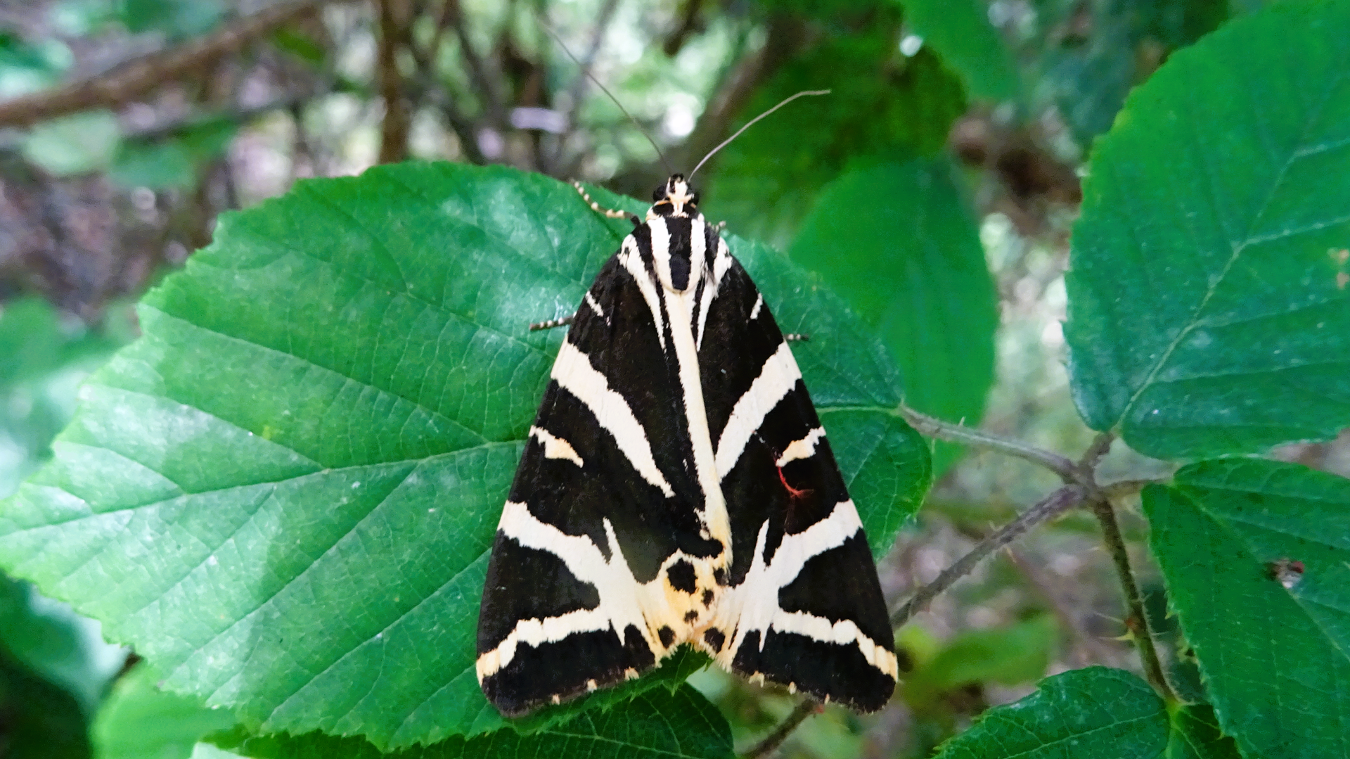 Jersey Tiger