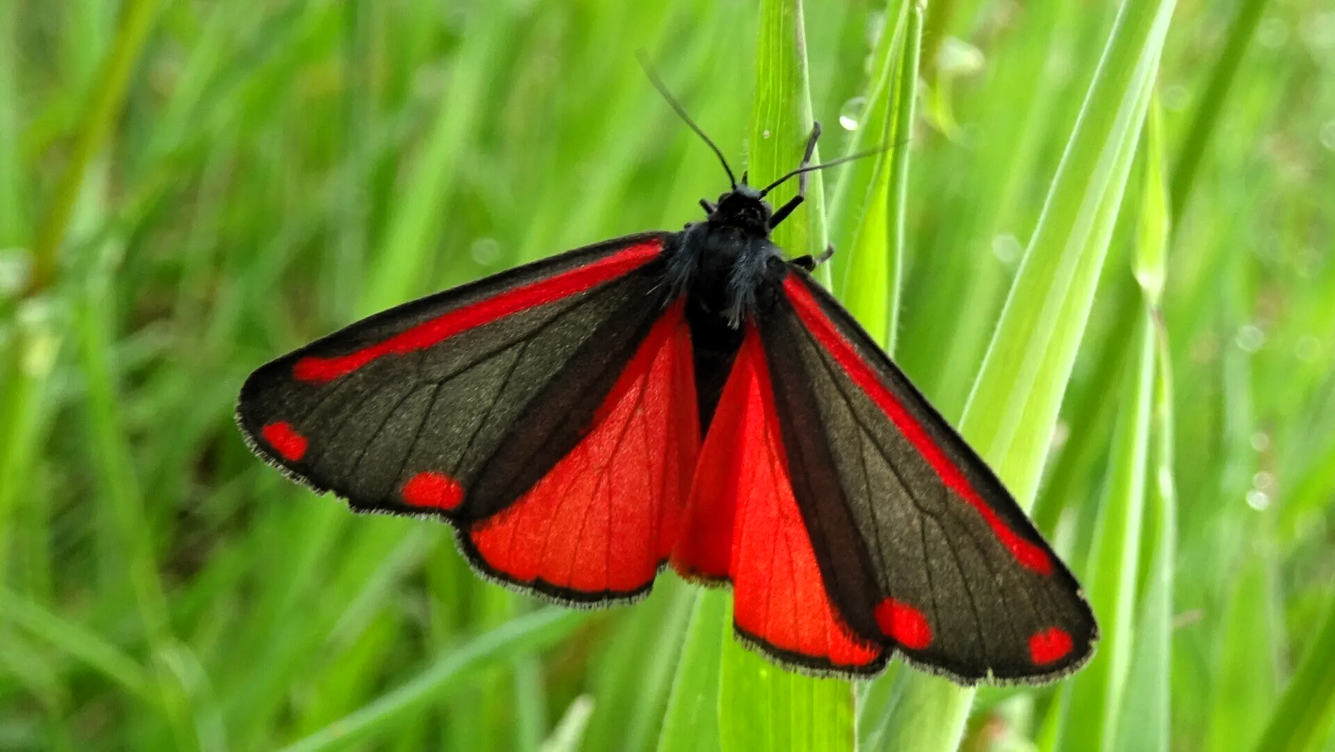 Cinnabar 