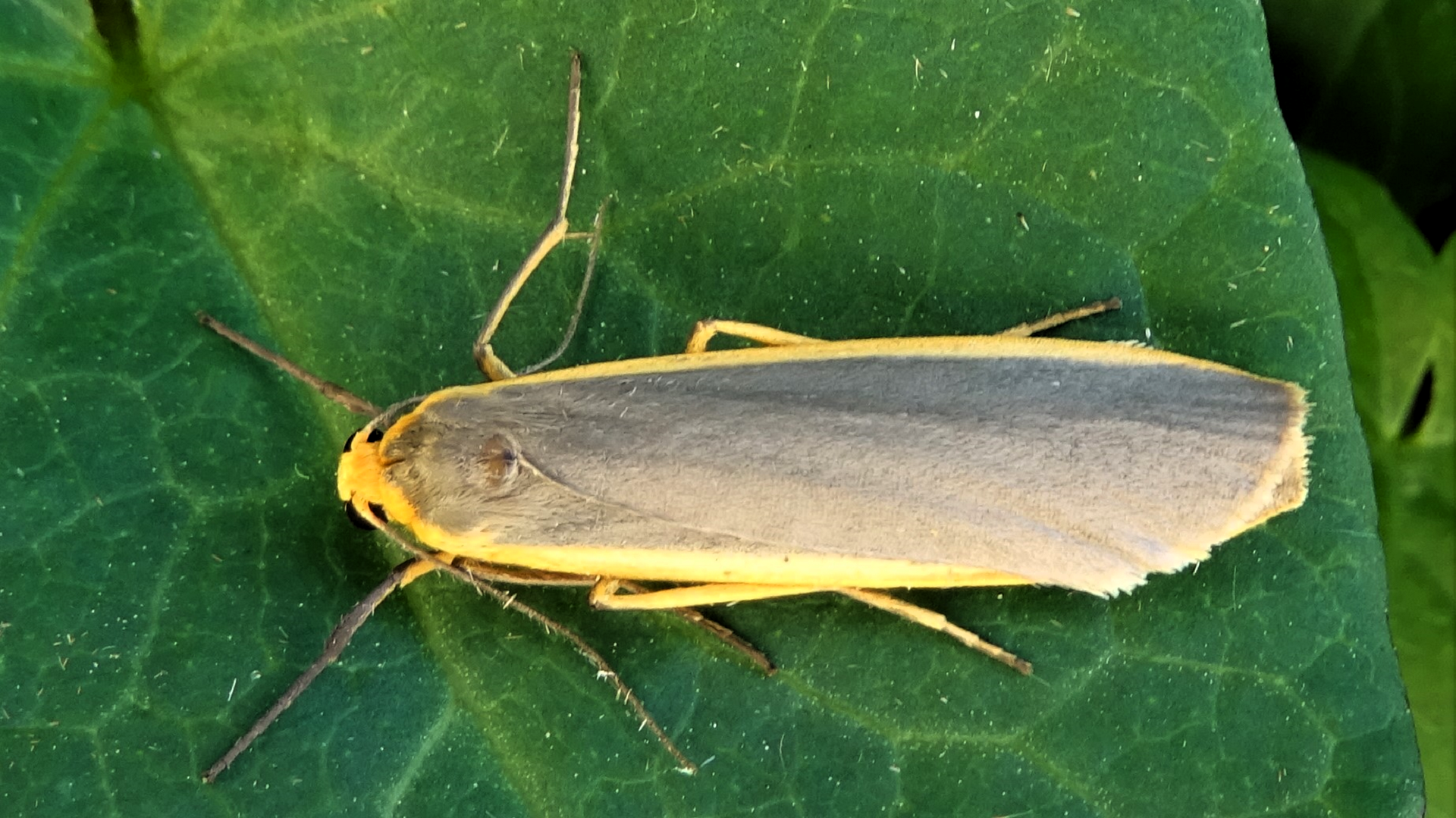 Common Footman