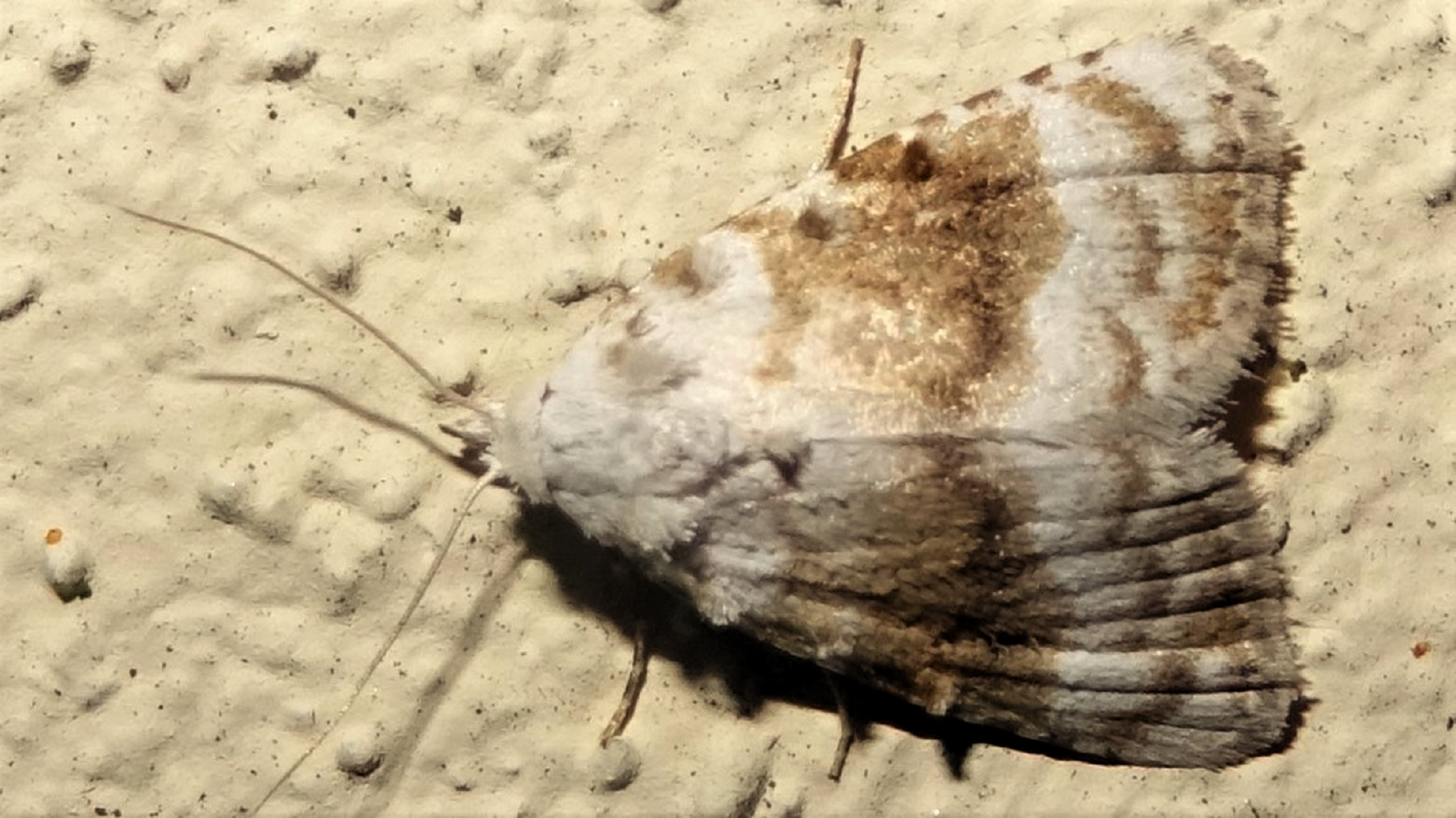 Kent Black Arches