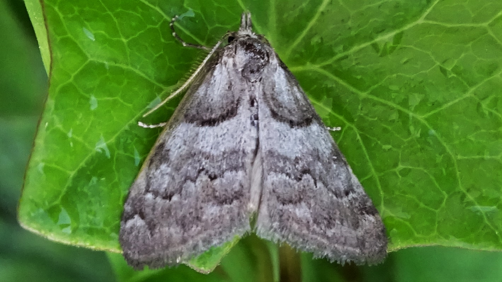 Short-cloaked Moth