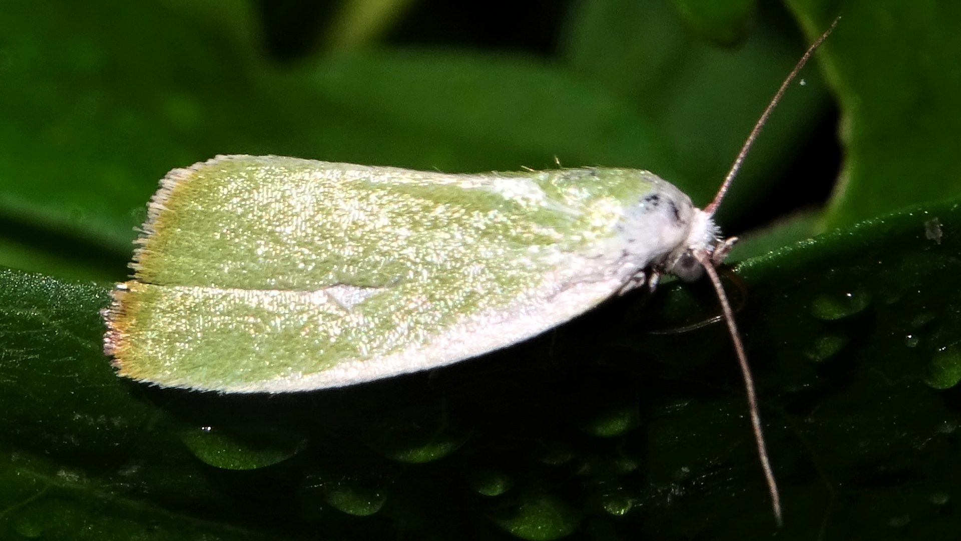 Cream-bordered Green Pea