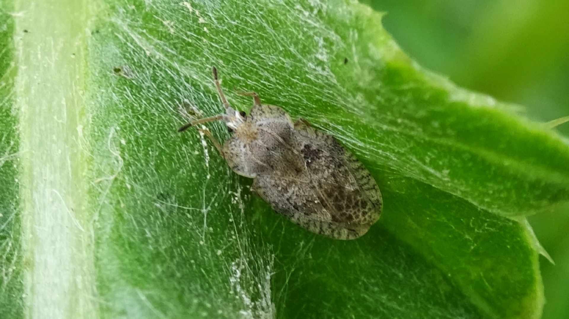 Creeping Thistle Lacebug 