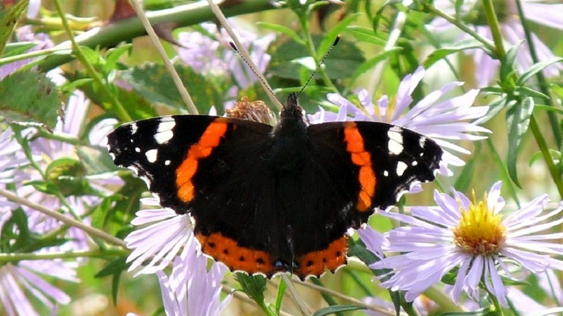 Red Admiral