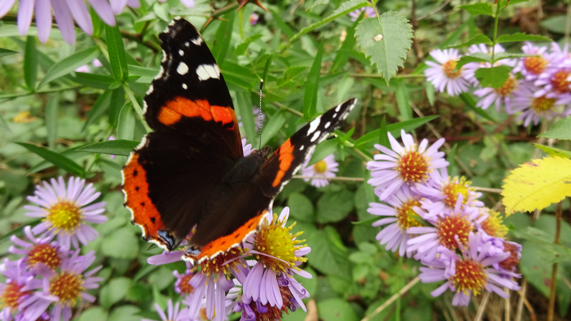 Red Admiral