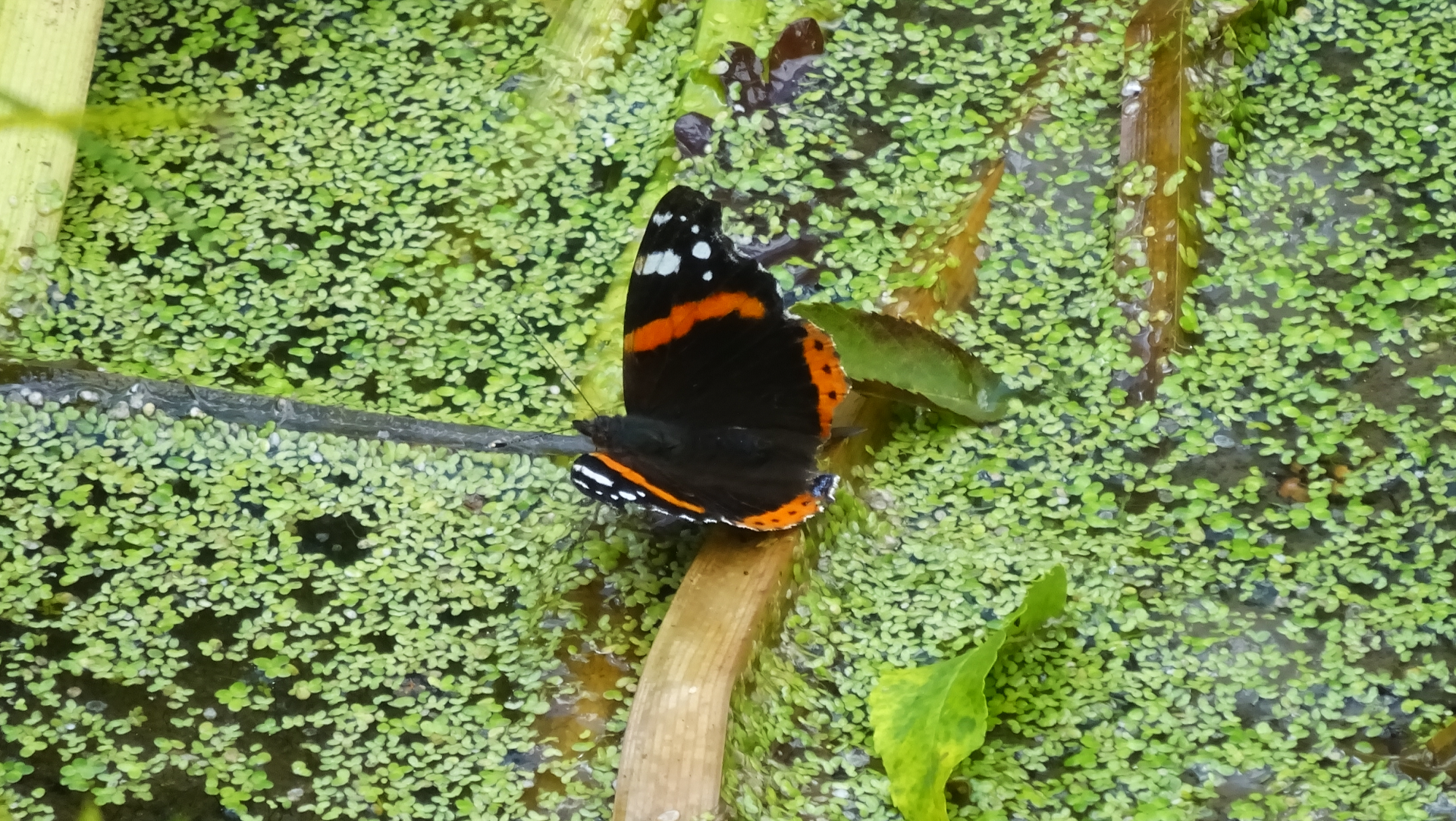 Red Admiral