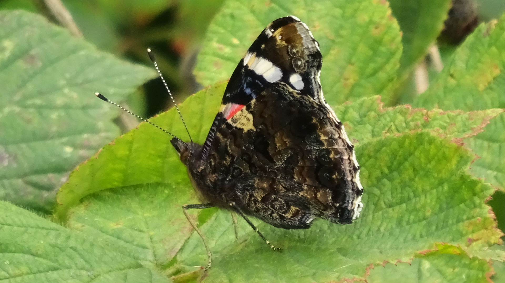 Red Admiral