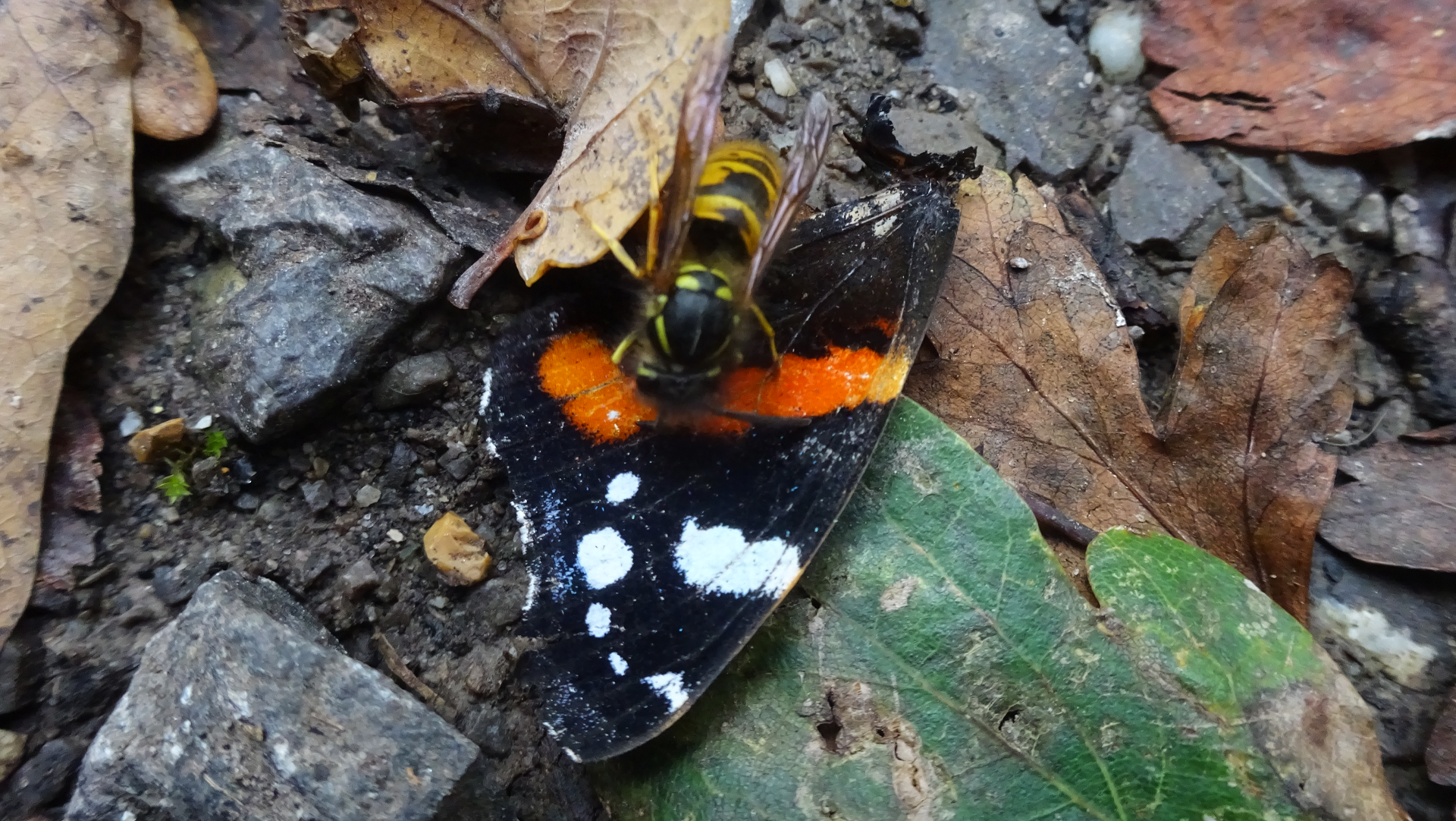 Red Admiral