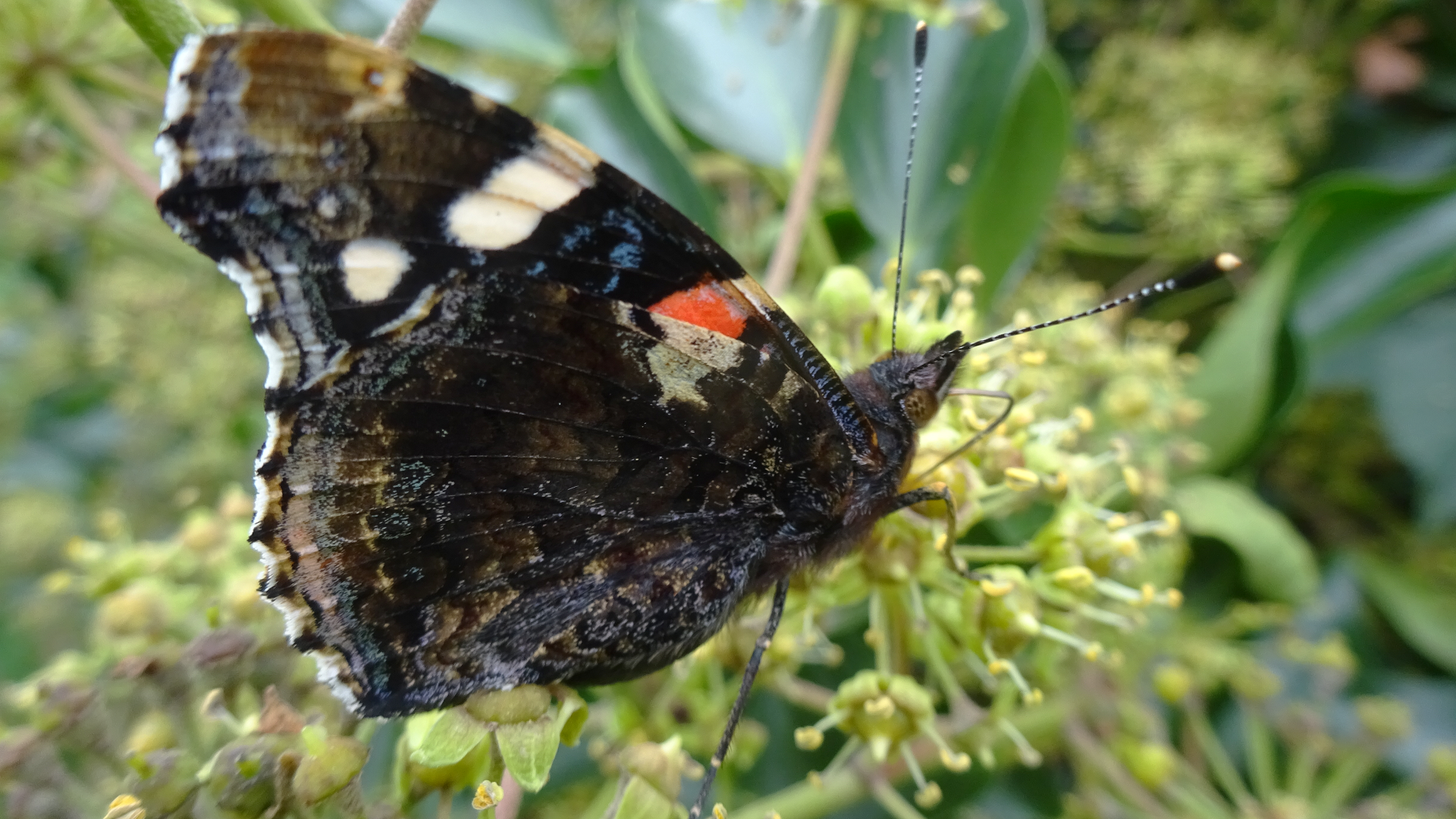 Red Admiral