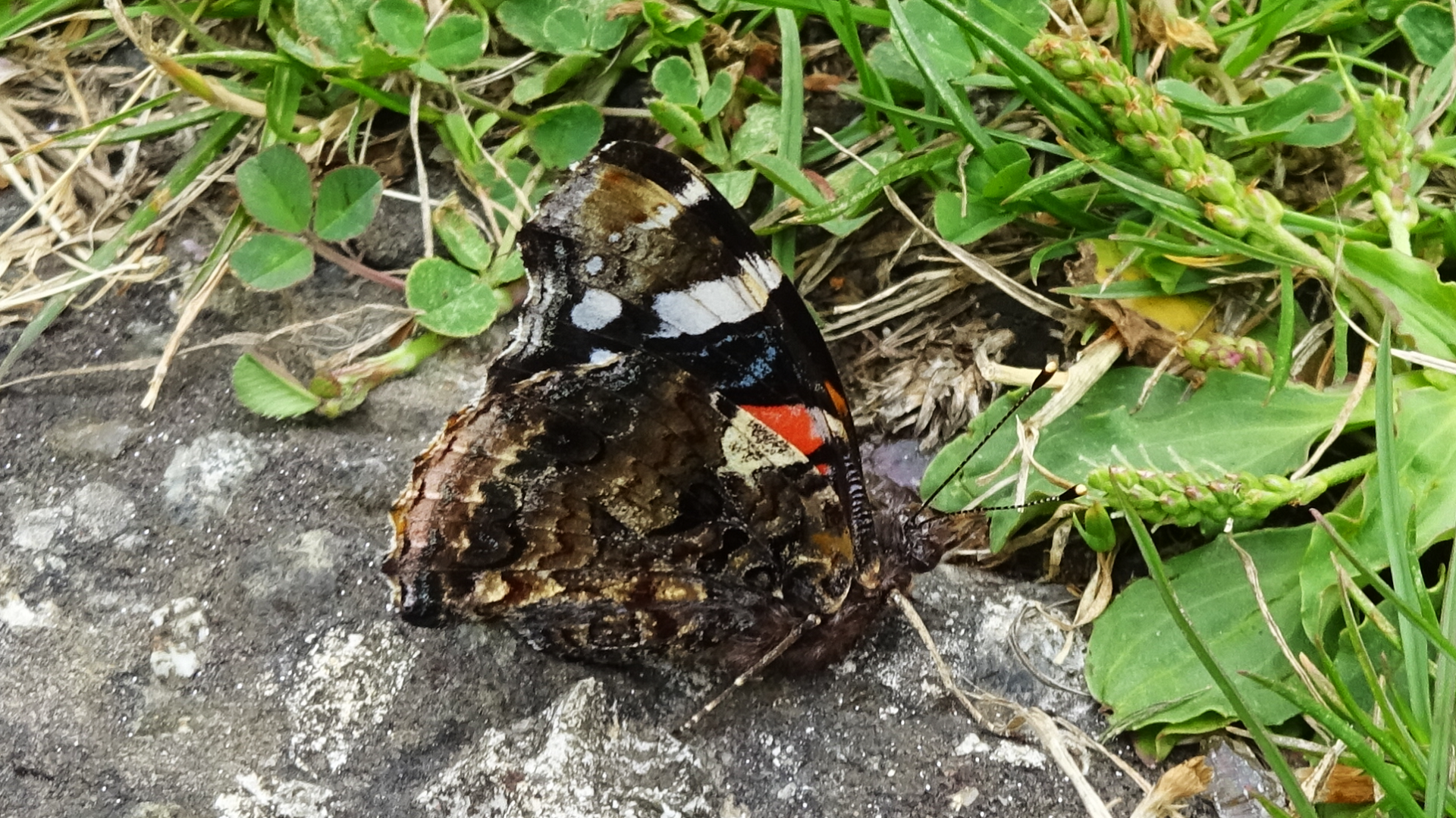 Red Admiral