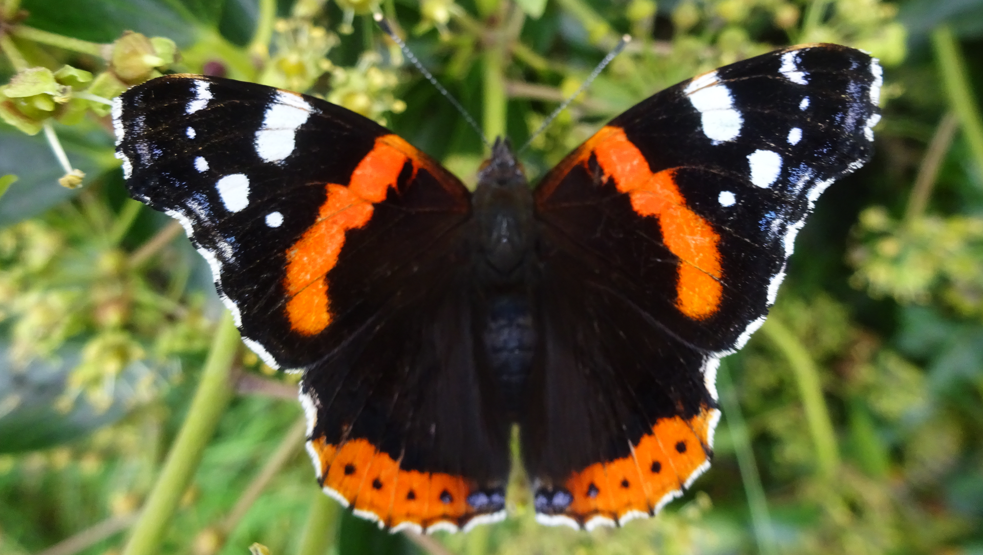 Red Admiral