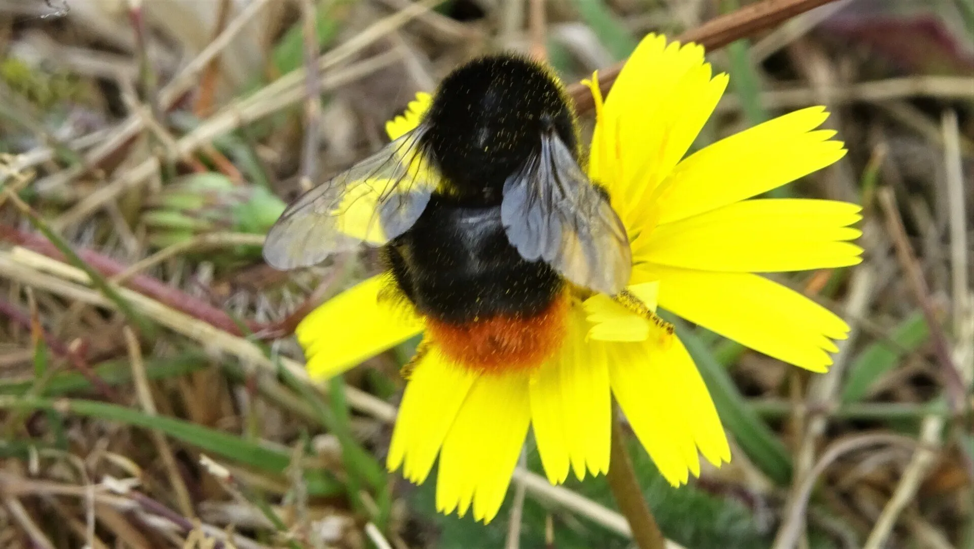 Leafcutter Bee 