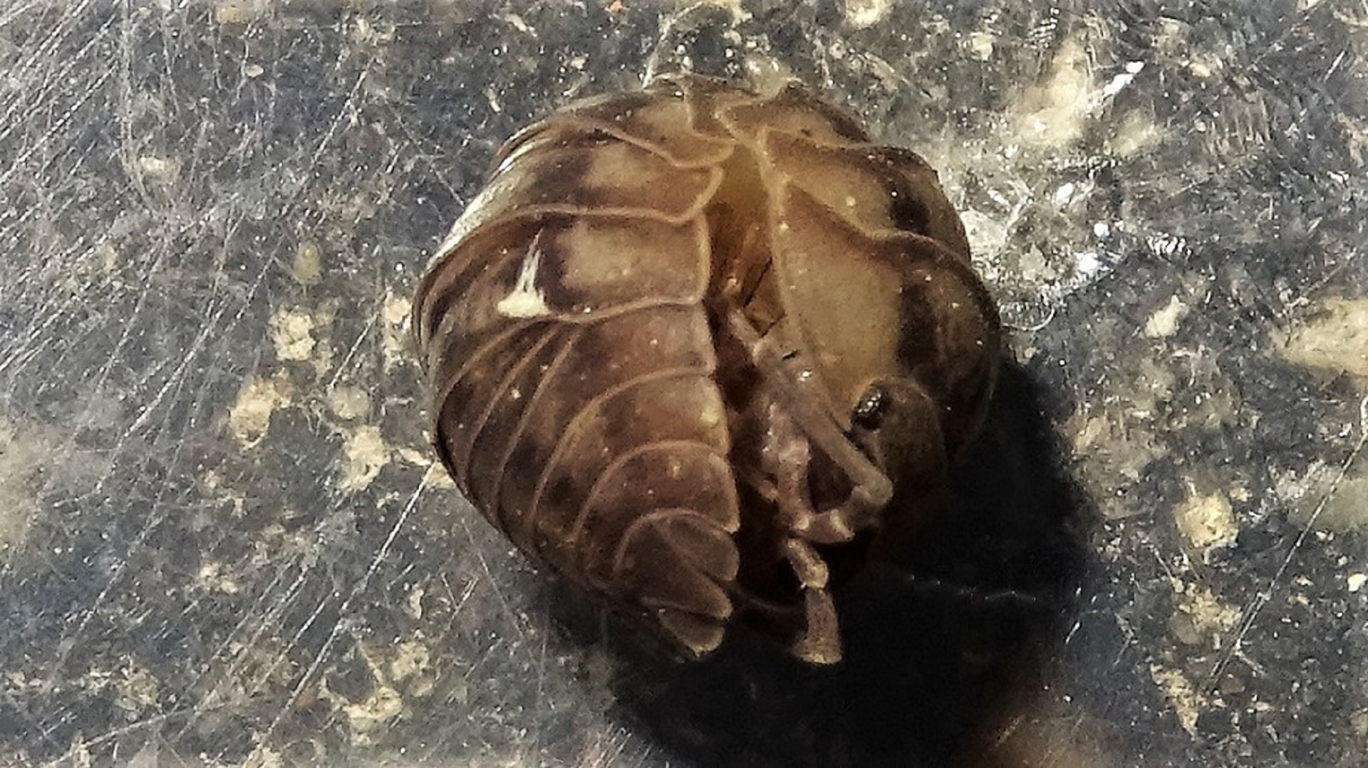 Nosy Pill-woodlouse 