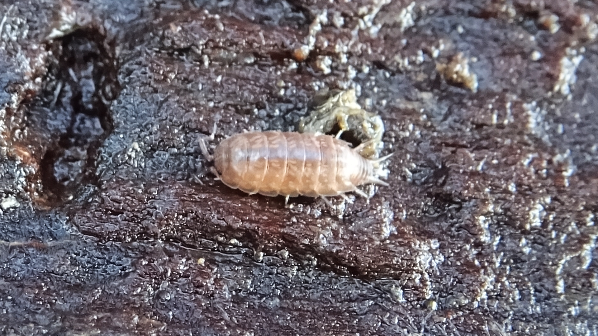 Pygmy Woodlouse