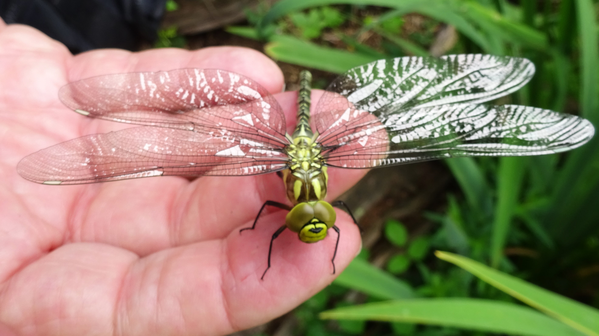 Southern Hawker