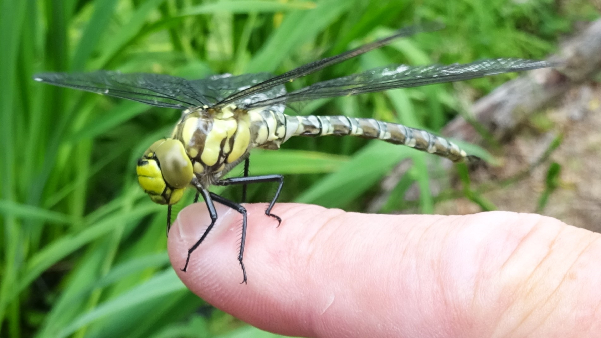 Southern Hawker