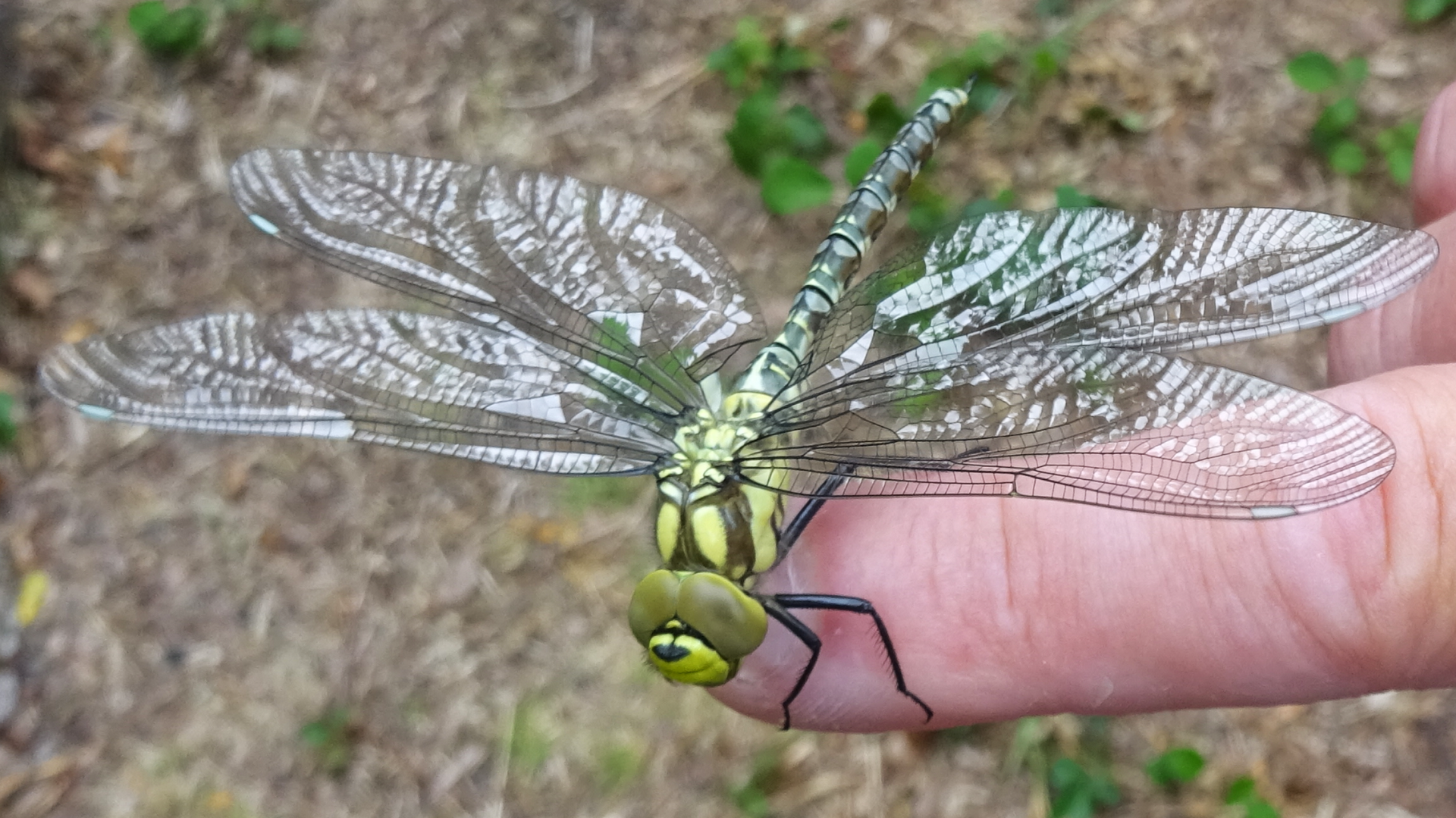 Southern Hawker