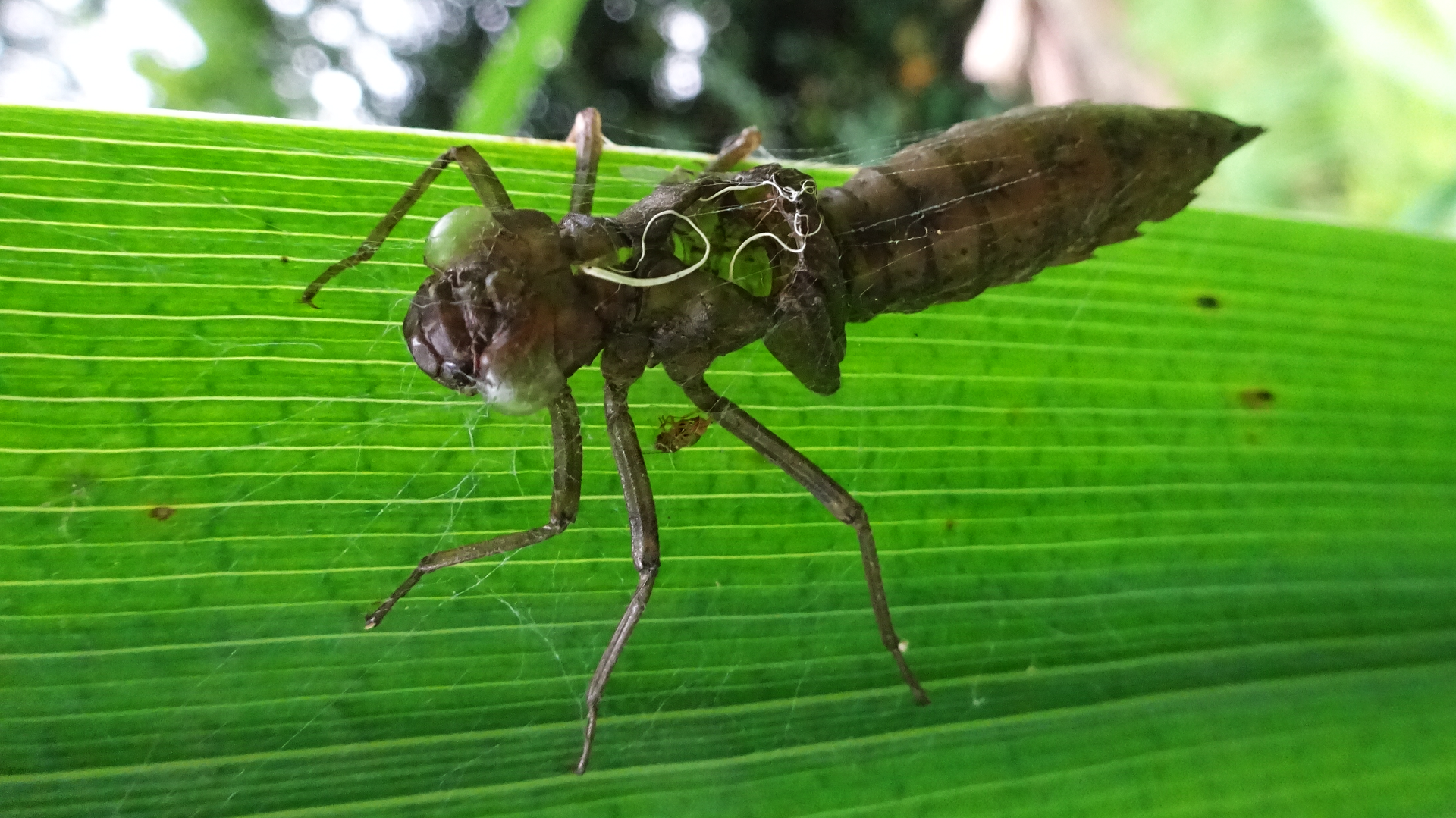 Southern Hawker