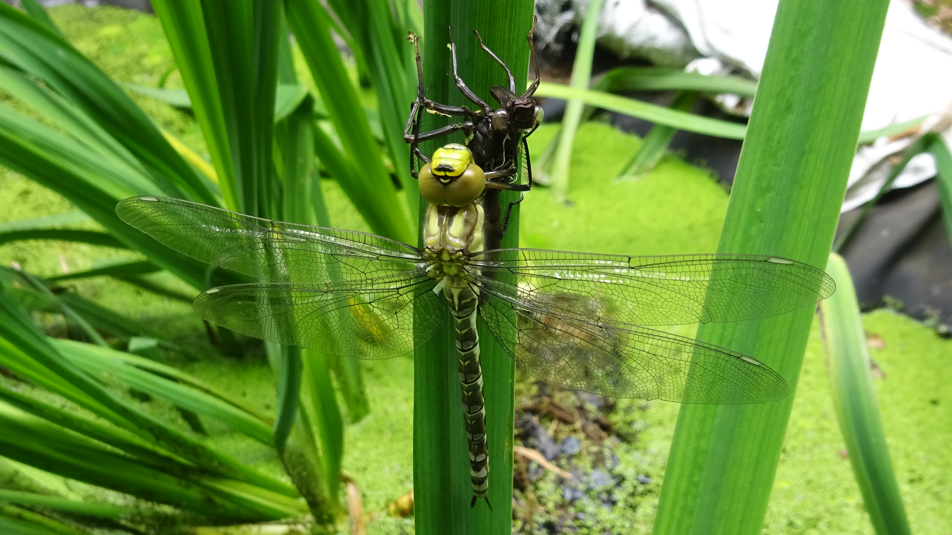 Southern Hawker