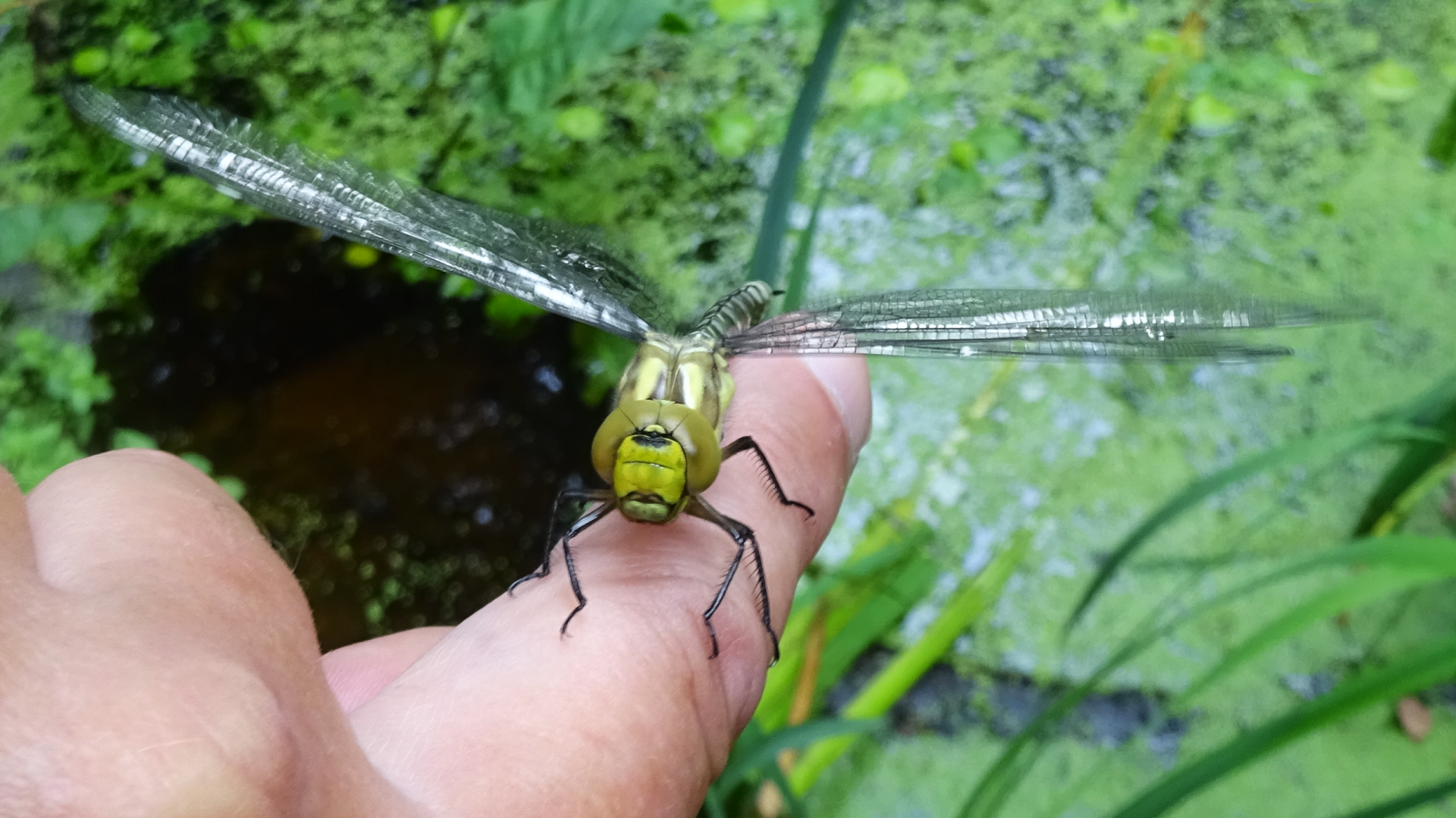 Southern Hawker