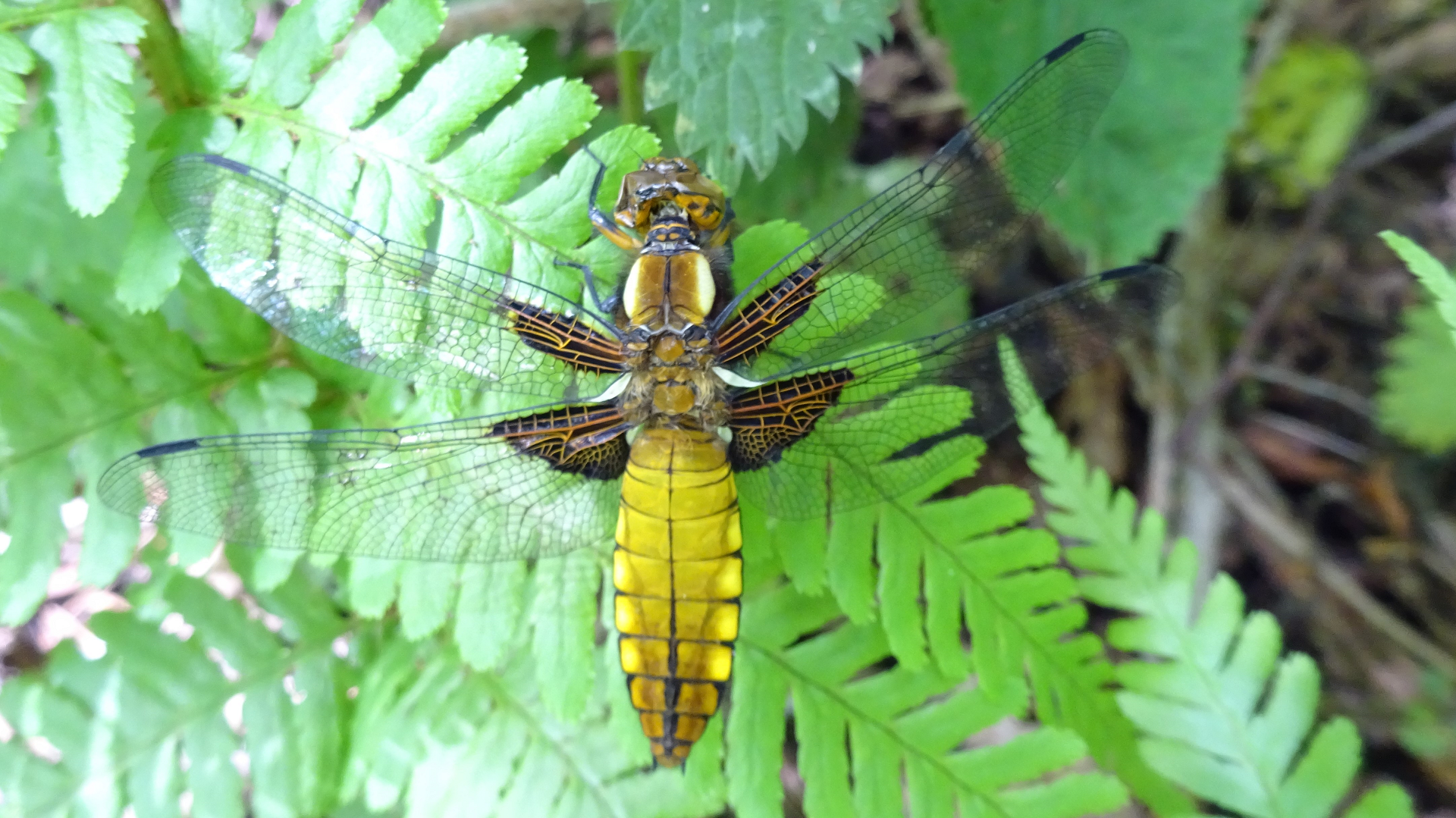 Broad-bodied Chaser