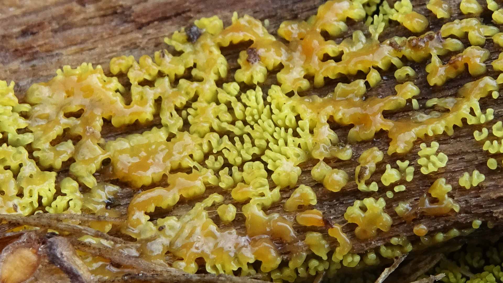 Ceratiomyxa fruticulosa