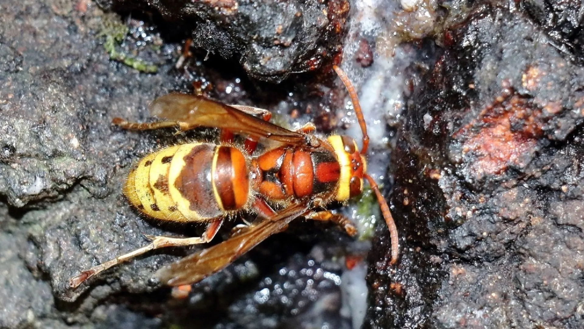 European Hornet
Vespa crabro