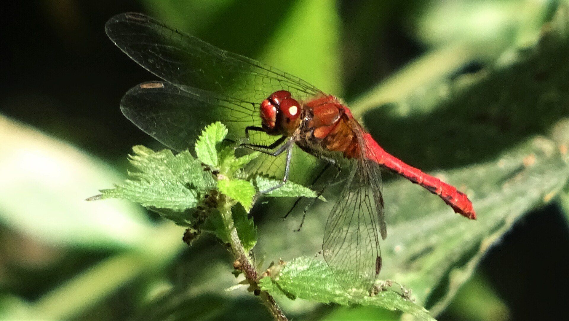 Ruddy Darter