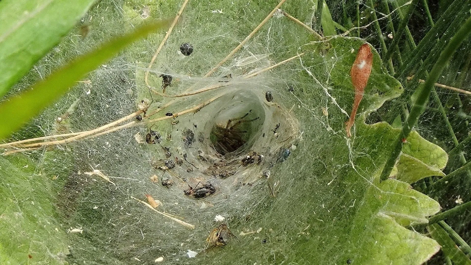 Funnel Web Spider 