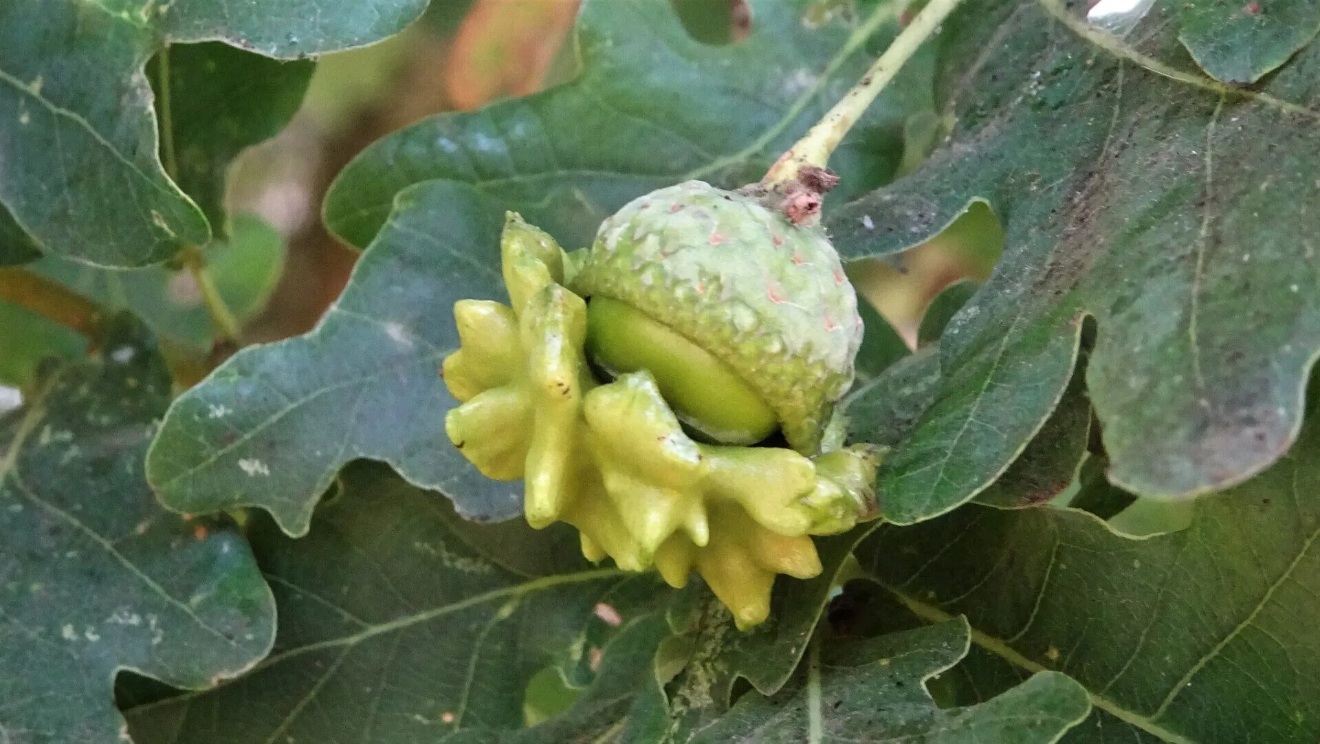 Knopper Gall 