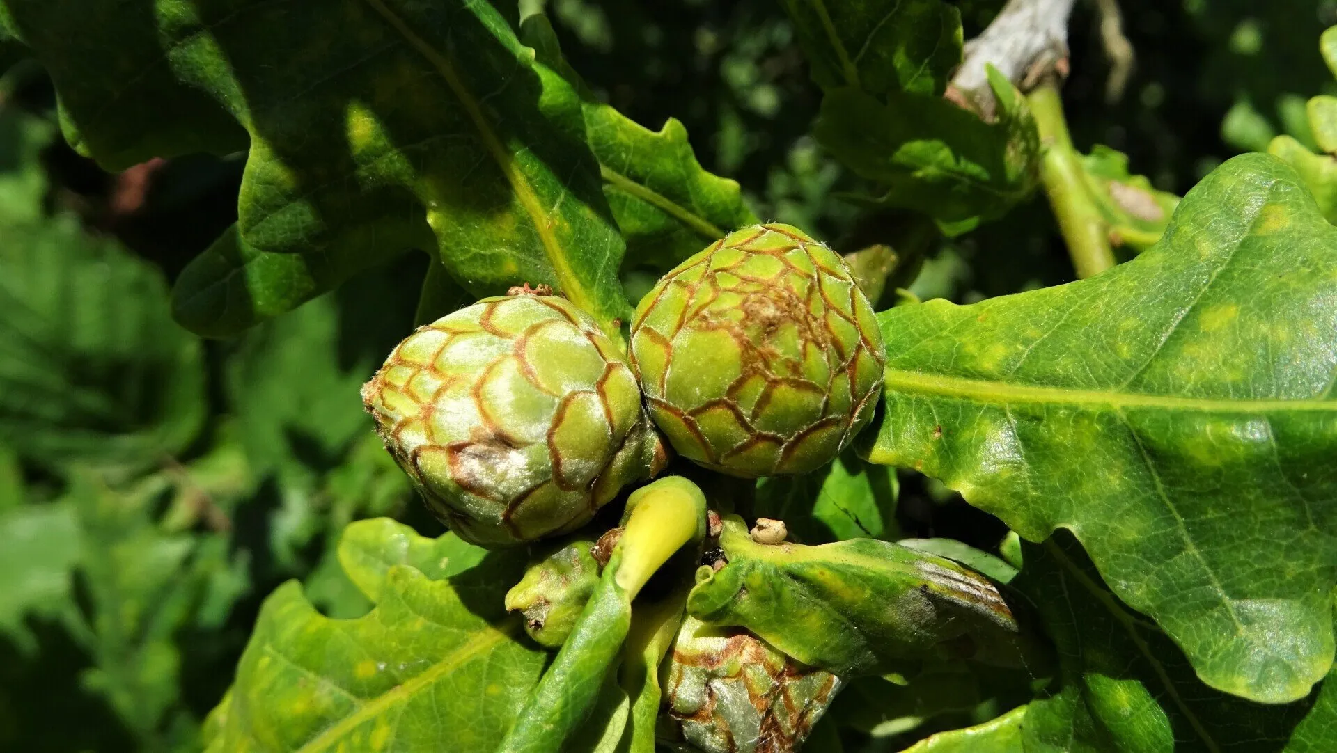 Artichoke Gall