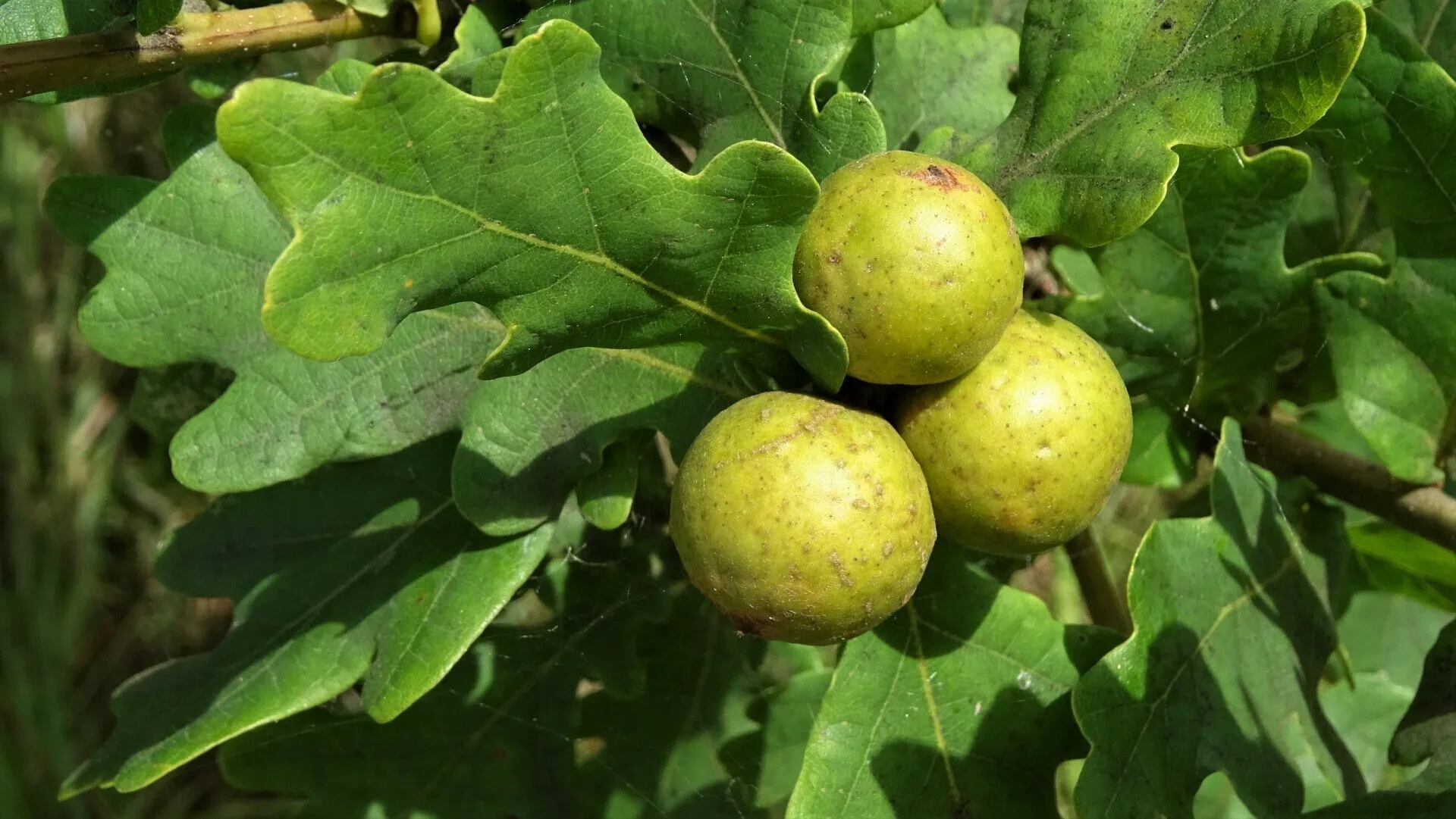 Marble Gall